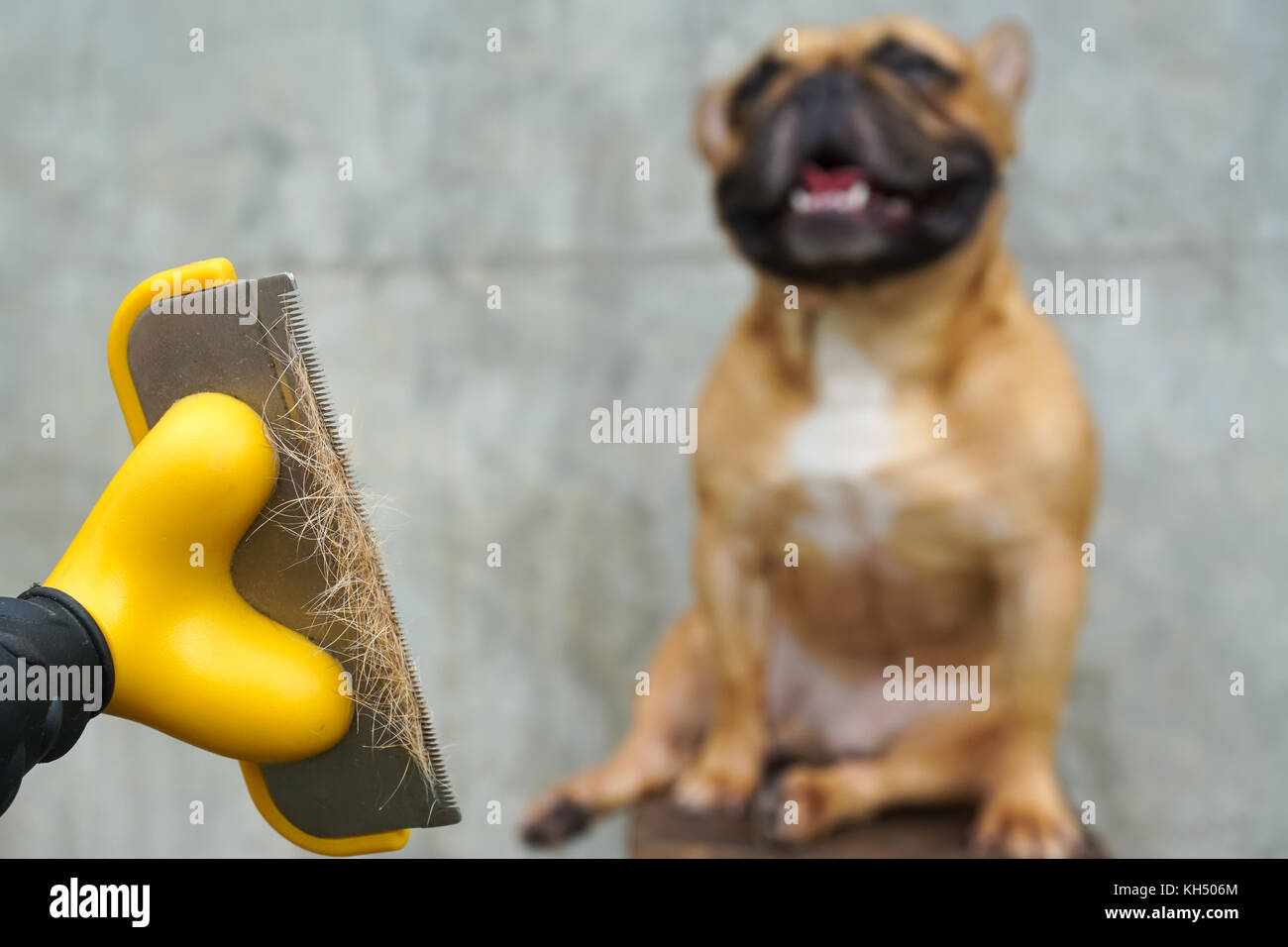bulldog brush
