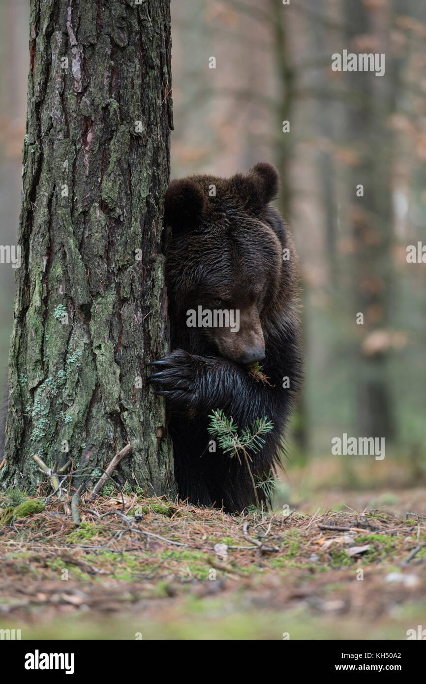 Brown Bear / Braunbaer ( Ursus arctos ), playful adolescent, hiding behind a tree, looks like playing hide and seek, funny, Europe. Stock Photo