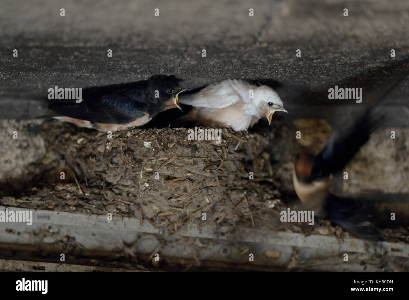 Barn Swallows ( Hirundo rustica ), adult feeding its chicks in nest, two of them with white plumage, leucistic, leucism, wildilfe, Europe. Stock Photo