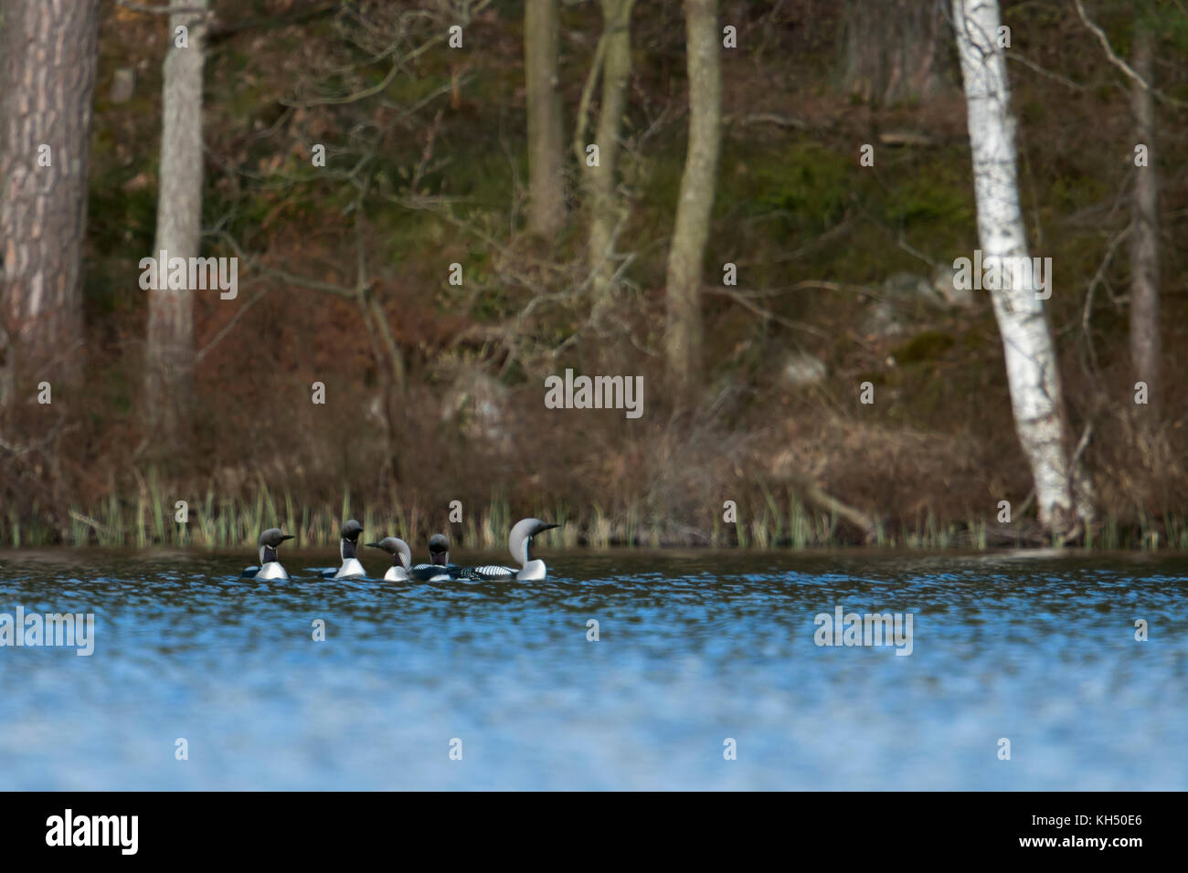 Black-throated Loon / Arctic Loon / Prachttaucher ( Gavia arctica ), little group, flock, swimming on a lake in Sweden, courting together, Scandinavia Stock Photo