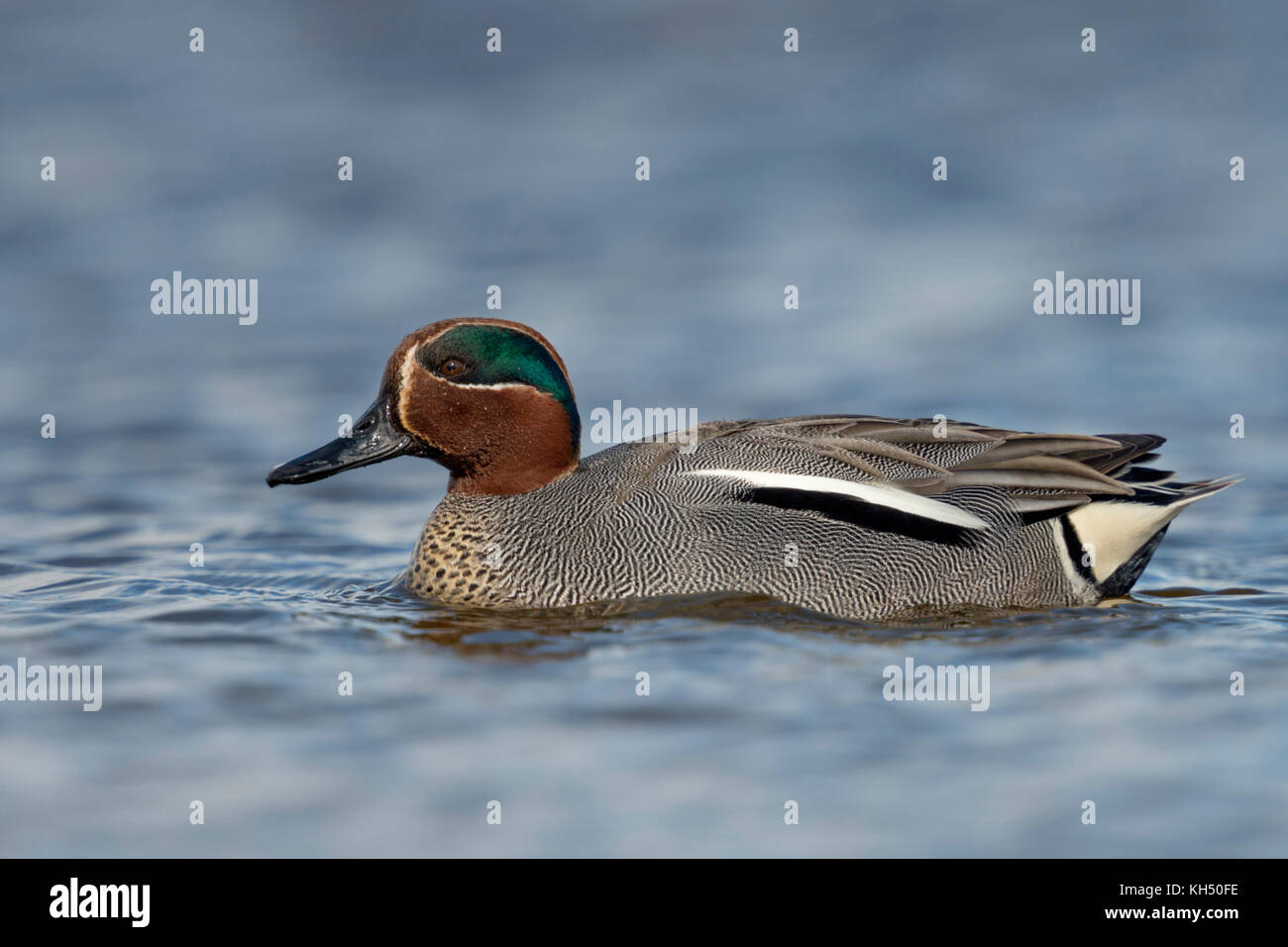 Teal / Krickente ( Anas crecca ), smallest duck in Europe, male, drake in colourful breeding dress, swimming close by, nice side view, Europe. Stock Photo