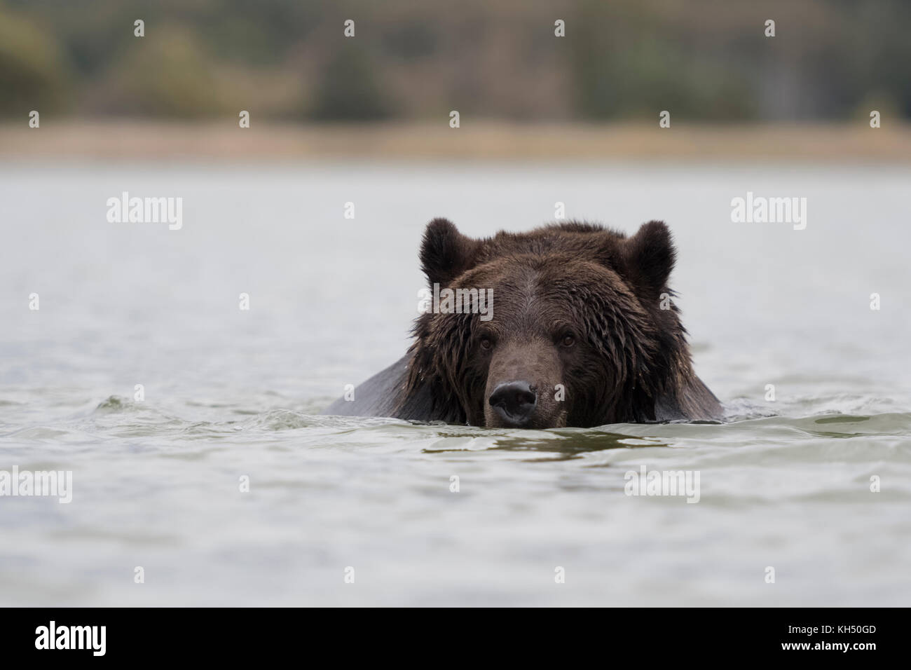 European Brown Bear / Europaeischer Braunbaer ( Ursus arctos ) swimming, bathing, playing in water, in a lake. Stock Photo