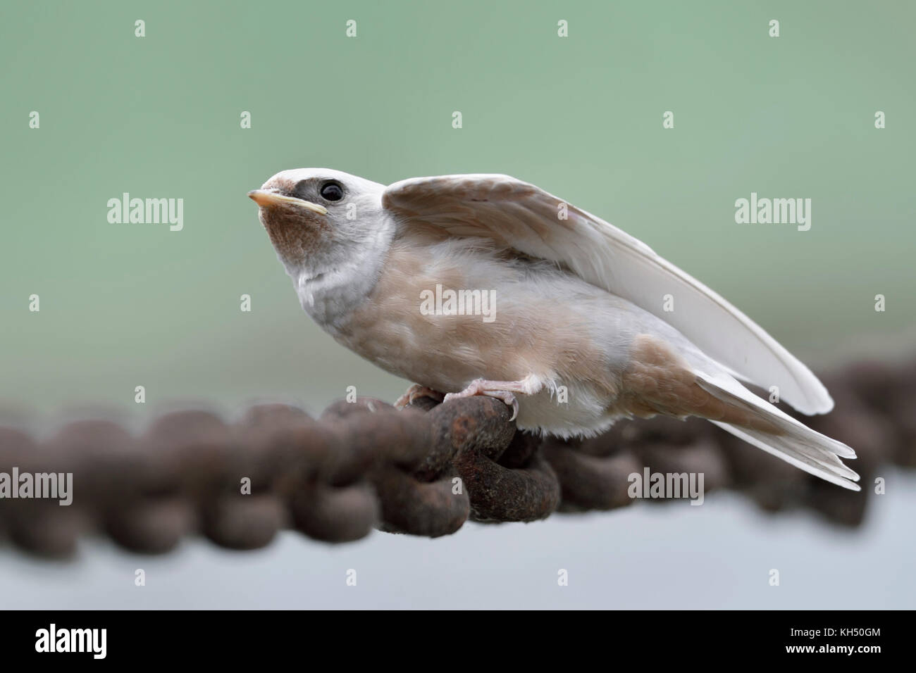 Barn Swallow / Rauchschwalbe ( Hirundo rustica ), just fledged, gene defect, white plumage, leucistic, leucism, perched on a massive chain, begging. Stock Photo