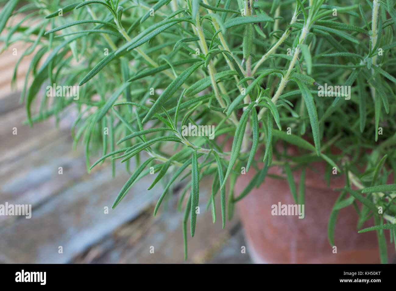 How to grow fragrant rosemary at home How to grow fragrant rosemary at home