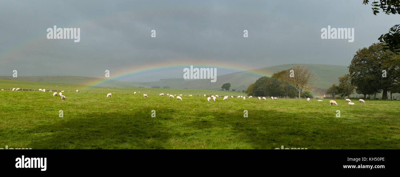 A rainbow over a flock of sheep in Scotland Stock Photo