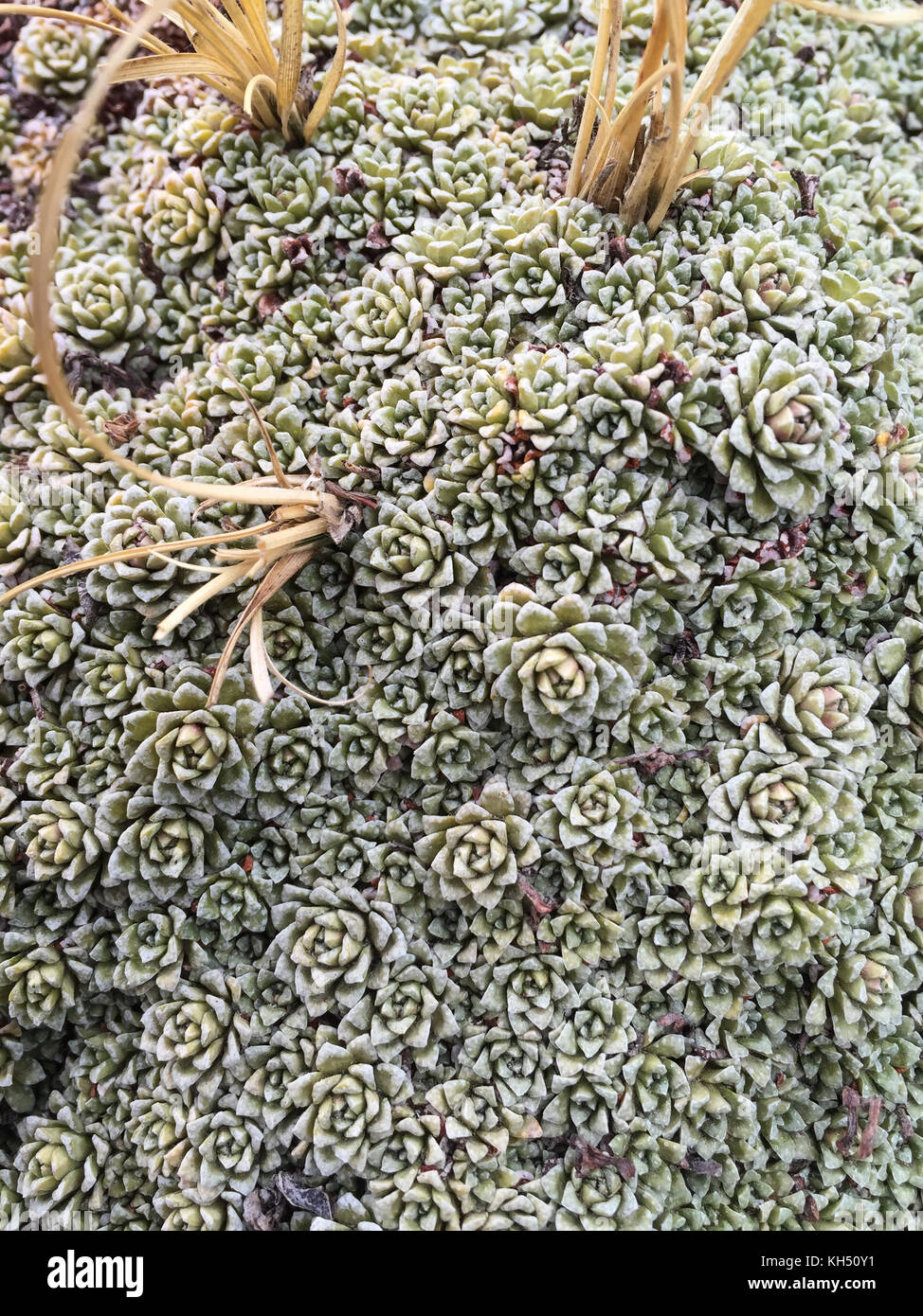 Tiny, closely packed alpine plant community on a rocky Himalayan slope above Thorung Phedi, Manag Nepal Stock Photo