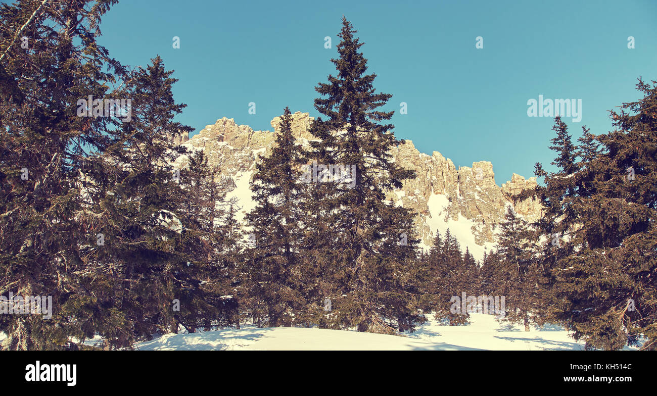 winter landscape in the forest Stock Photo - Alamy