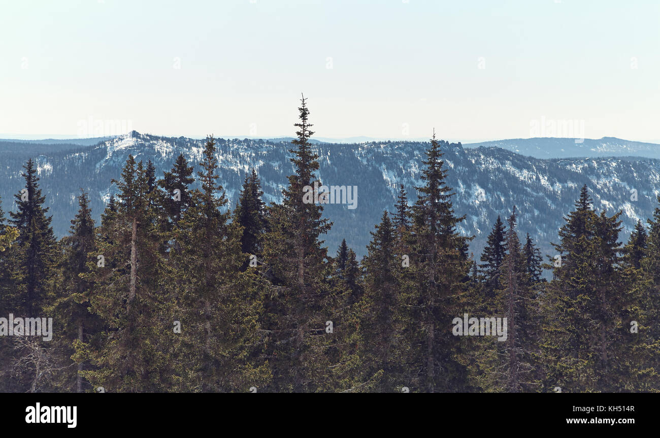 winter landscape in the forest Stock Photo - Alamy