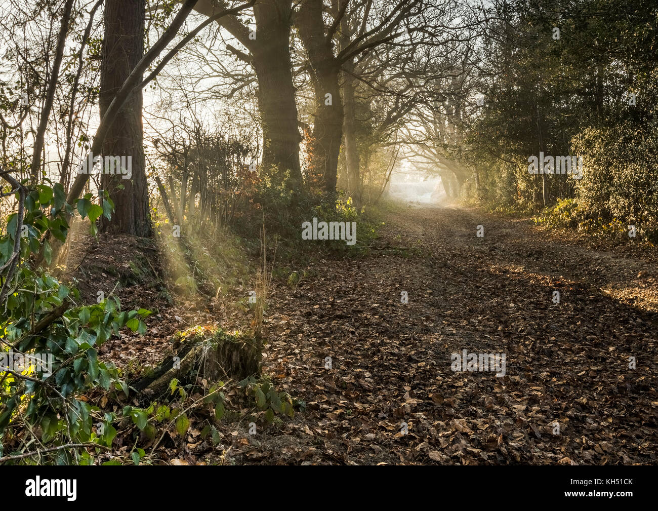 golden light in the country Stock Photo - Alamy