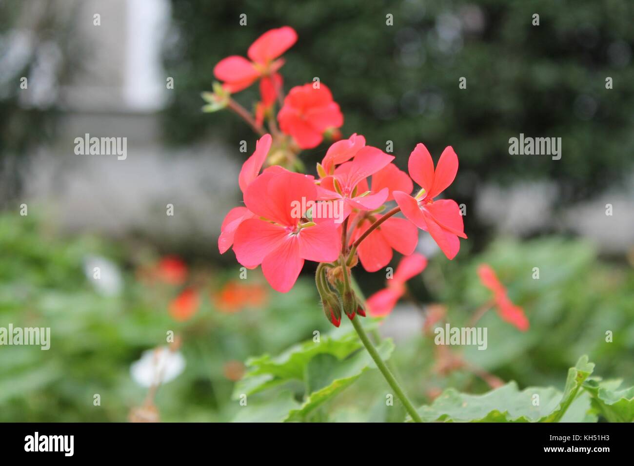 Red flowers plants hi-res stock photography and images - Alamy