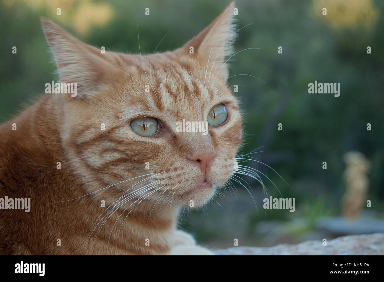 Close-up head shot of ginger cat outdoors Stock Photo