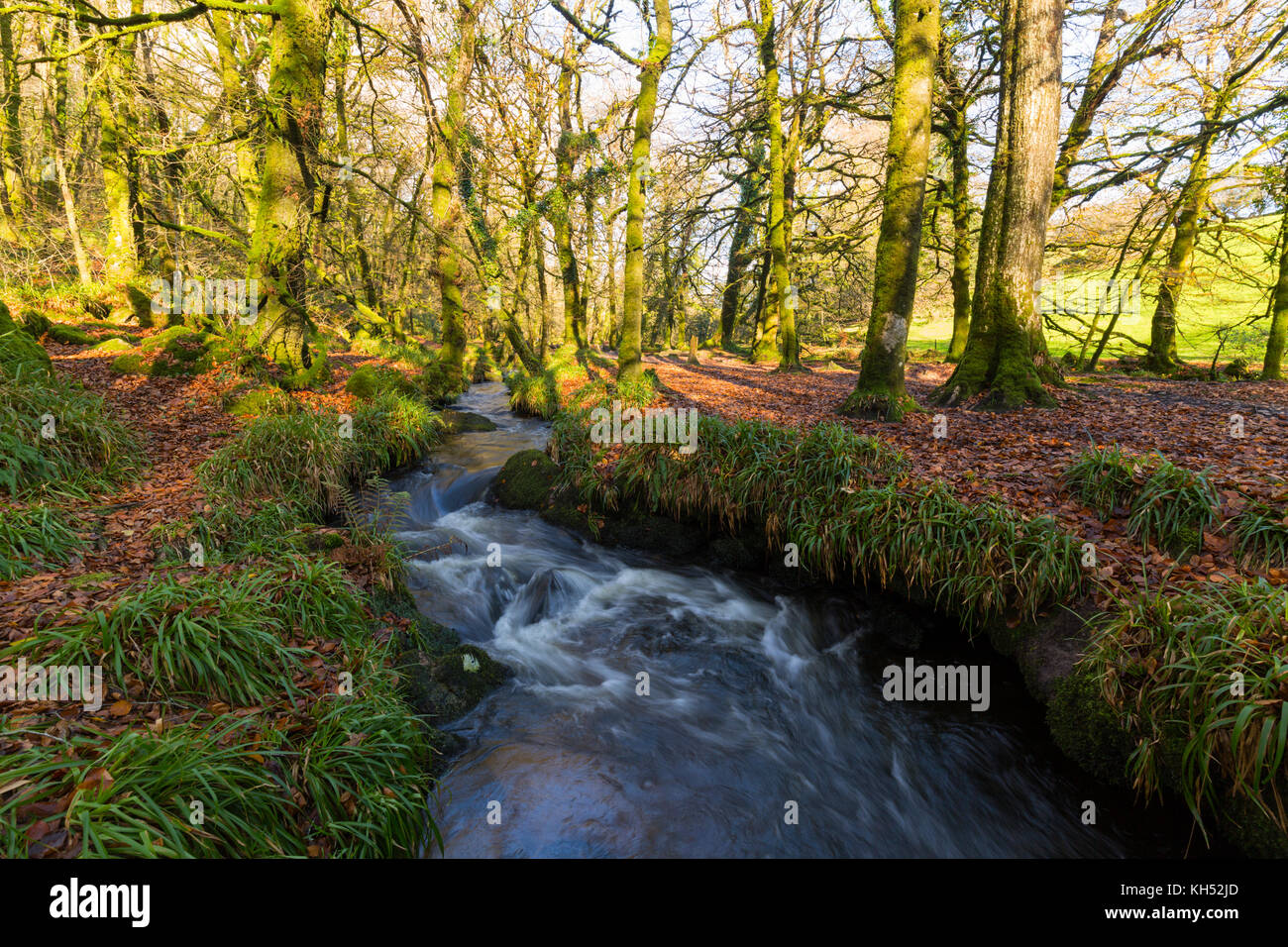 East cornwall woods hi-res stock photography and images - Alamy