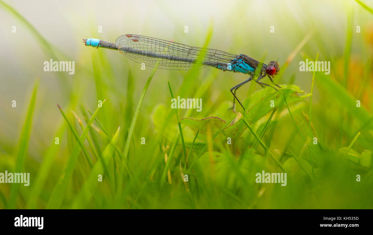 damselfly on blades of grass Stock Photo - Alamy