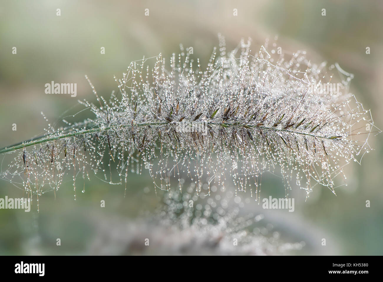Close-up image of Crimson Fountain Grass also known as Pennisetum setaceum, image taken early morning with dew drops on the grass Stock Photo