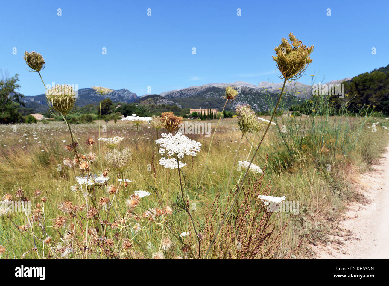 Rustic field of grasses Serra de Tramuntana, Mallorca, Belearic Islands, Spain Stock Photo