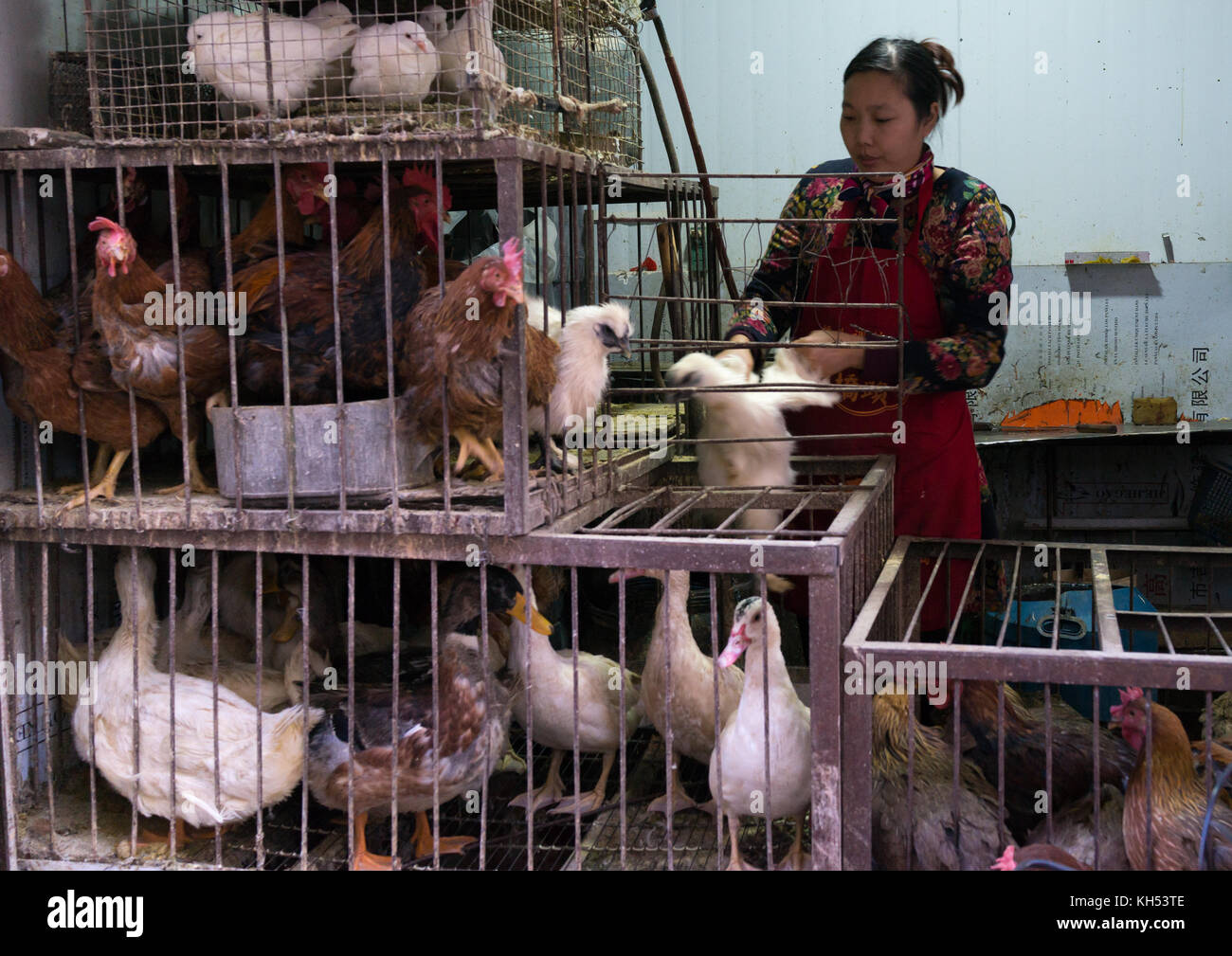 Woman selling live chickens and ducks in cages at a food market, Gansu province, Lanzhou, China Stock Photo