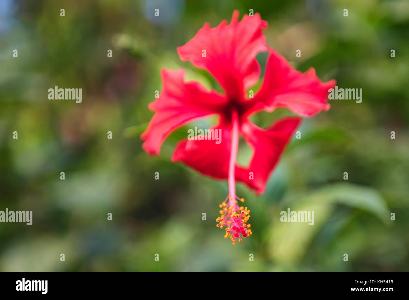 Close up bright red Hibiscus flower outdoors Stock Photo