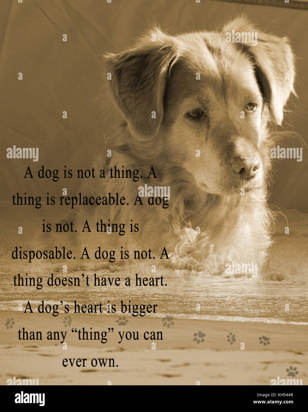 Quotes from paw prints in the sand hi-res stock photography and images -  Alamy, image size:1040x1390