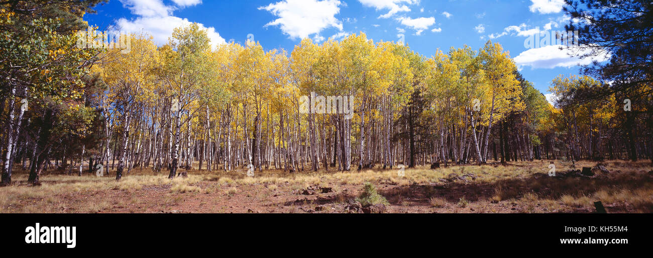 USA. Arizona. Coconino National Forest. Aspen Trees in fall. Stock Photo