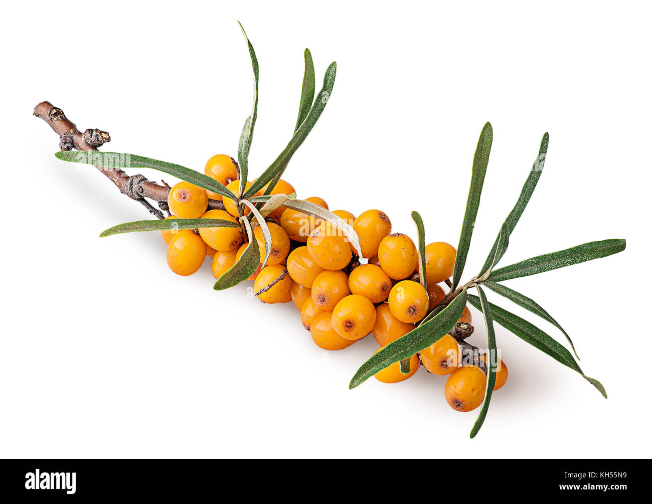Branch with sea buckthorn berries and leaves Stock Photo