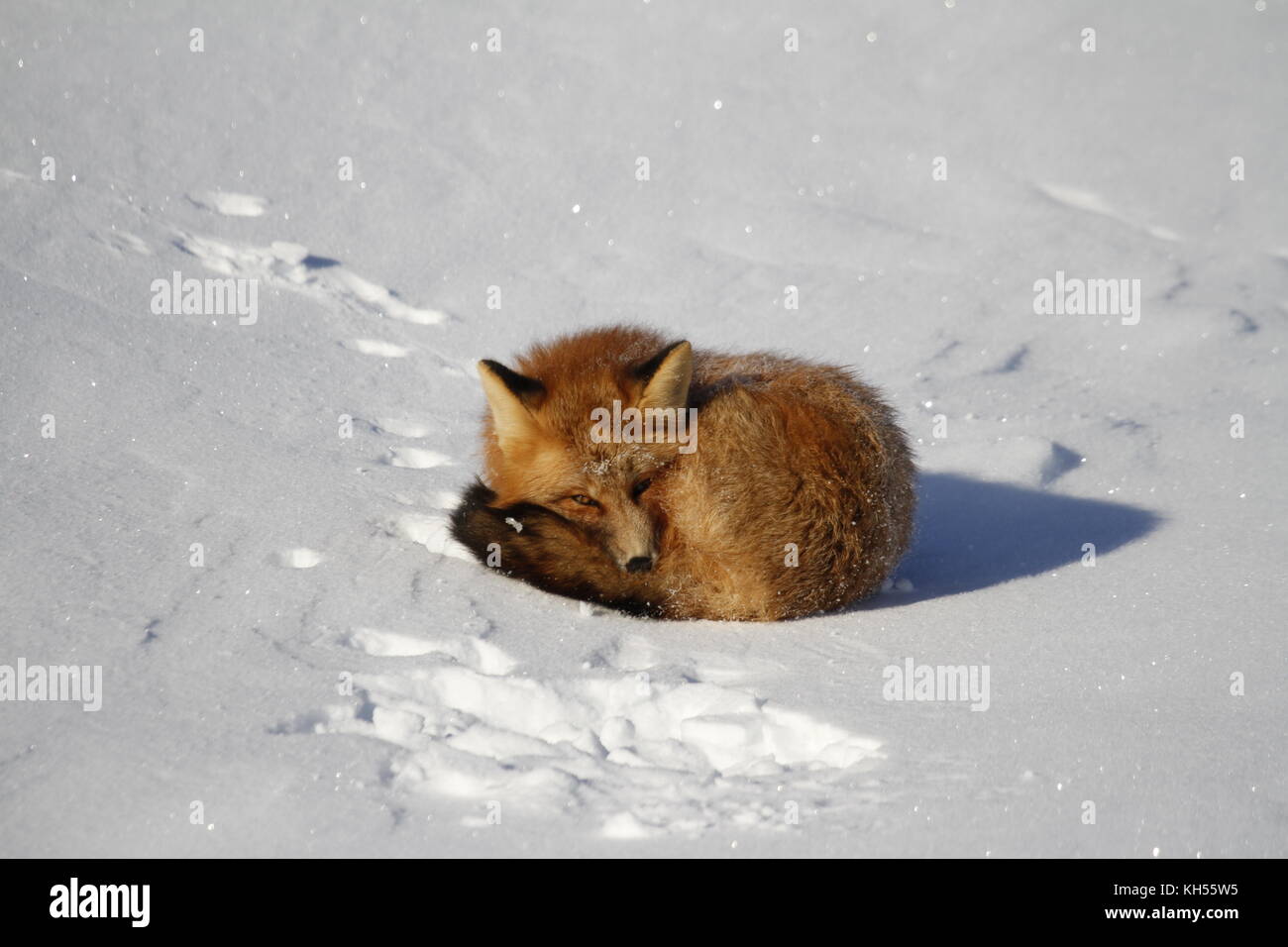 Red fox (Vulpes vulpes) curled up in a snowbank near Churchill, Manitoba Canada Stock Photo