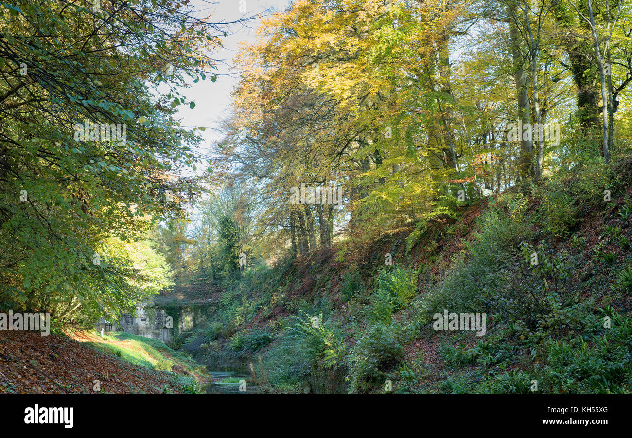 Autumn beech trees along the embankment of the old cotswold Sapperton Canal and Tunnel. Coates, Cirencester, Gloucestershire, UK Stock Photo