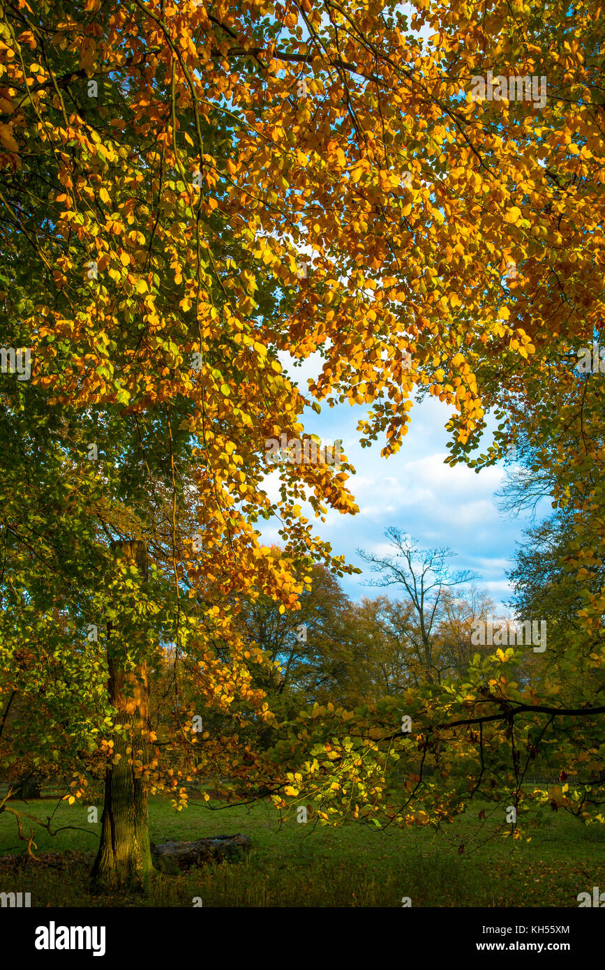 tree with colourful leaves in fall in Holland Stock Photo