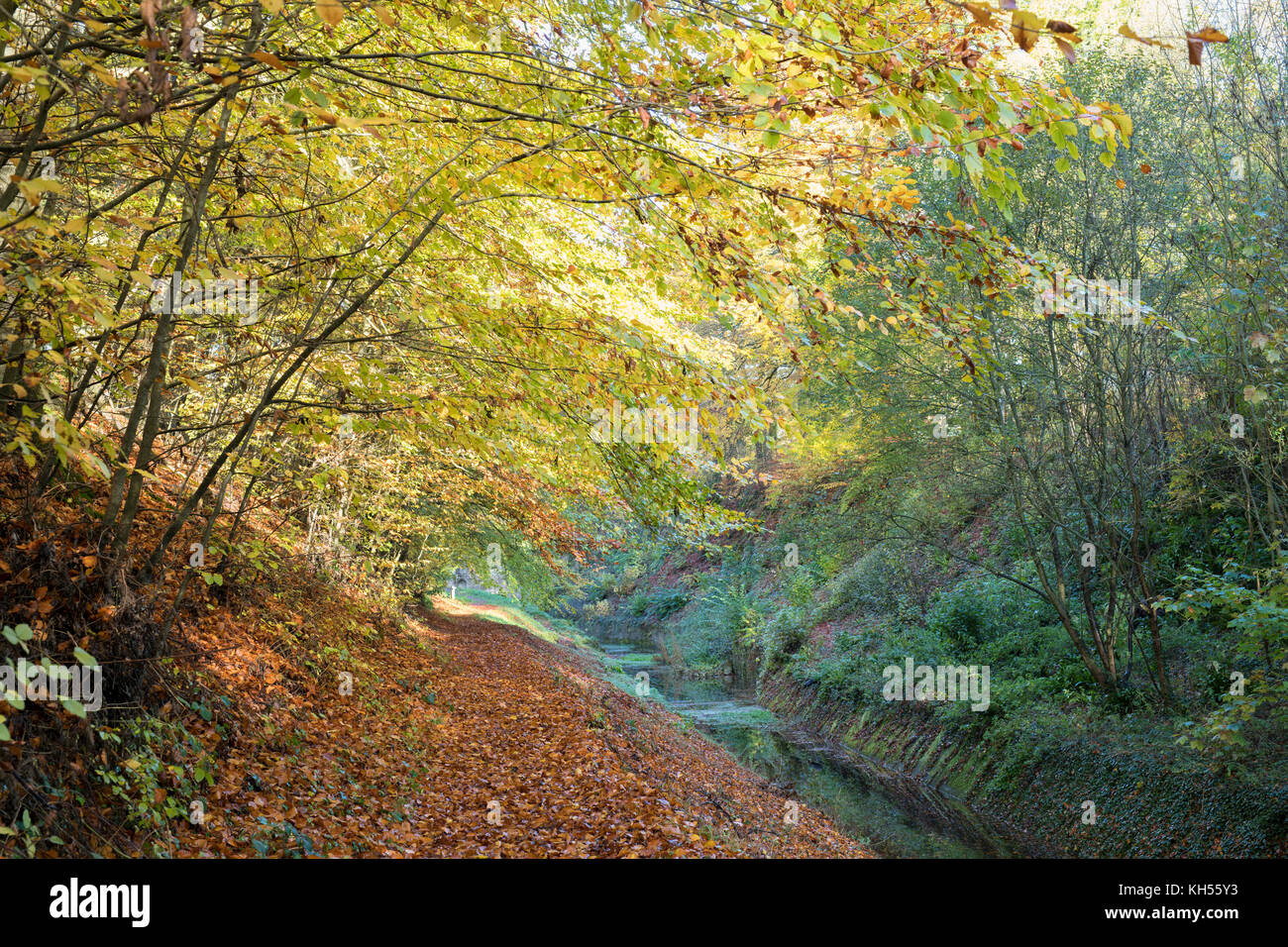 Autumn beech trees along the embankment of the old cotswold Sapperton Canal and Tunnel. Coates, Cirencester, Gloucestershire, UK Stock Photo