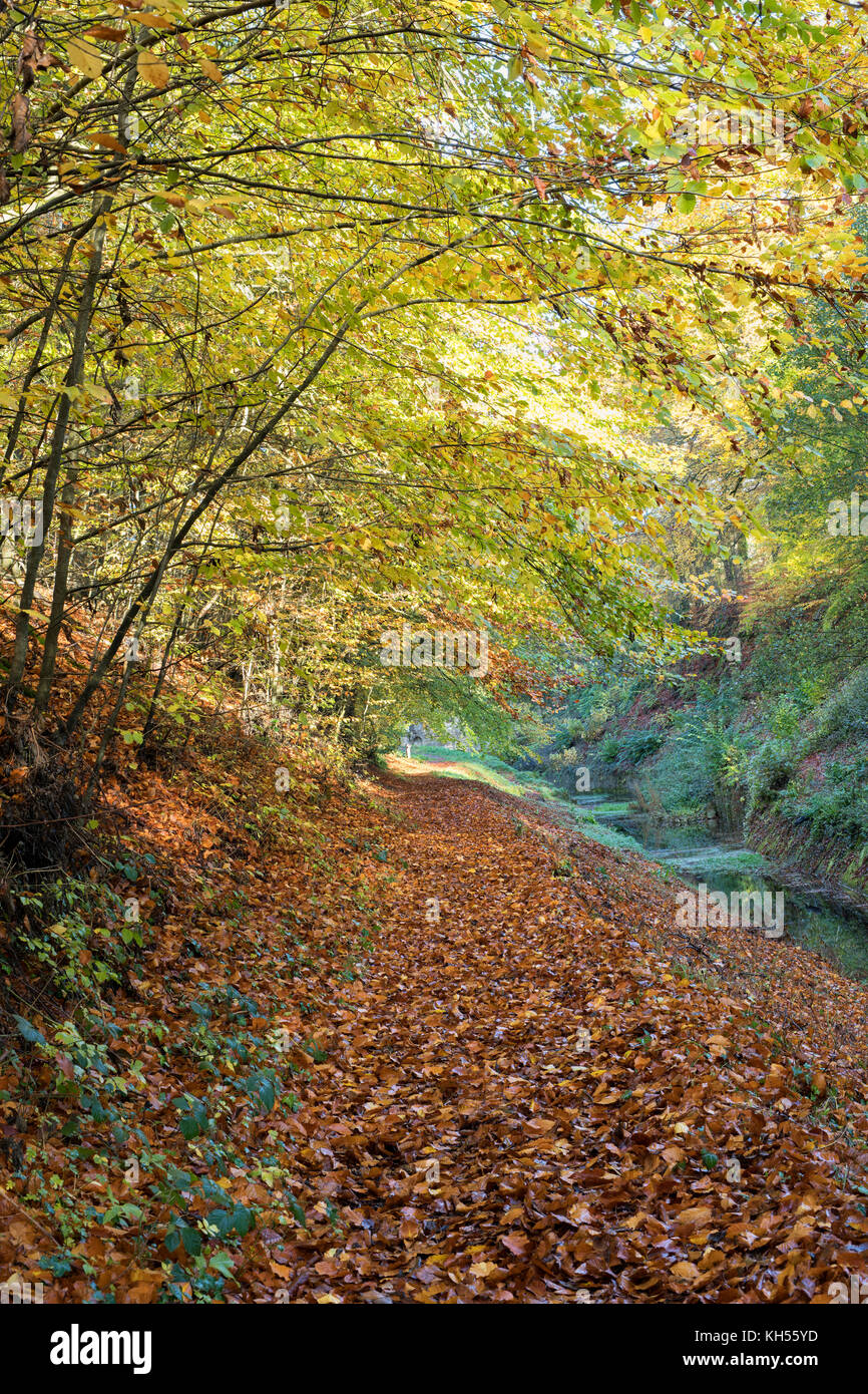 Autumn beech trees along the embankment of the old cotswold Sapperton Canal and Tunnel. Coates, Cirencester, Gloucestershire, UK Stock Photo