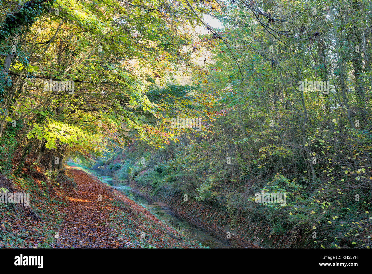Autumn beech trees along the embankment of the old cotswold Sapperton Canal and Tunnel. Coates, Cirencester, Gloucestershire, UK Stock Photo
