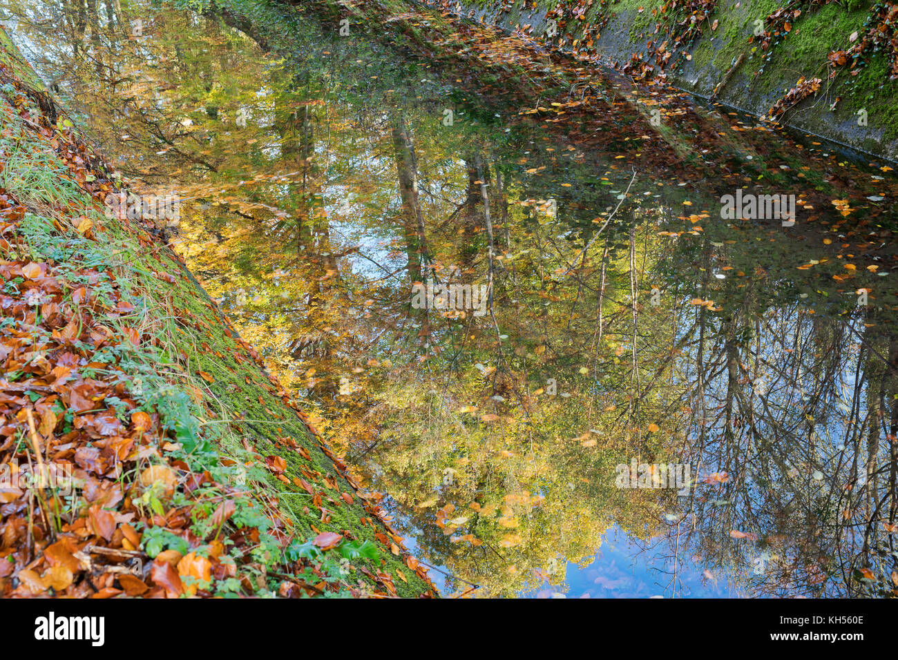 Autumn beech trees reflected in the old disused canal next to  Sapperton Canal Tunnel. Coates, Cirencester, Gloucestershire, UK Stock Photo