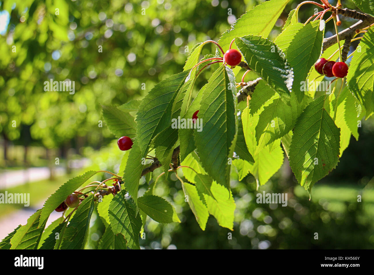 Cherry tree leaves hi res stock photography and images Alamy