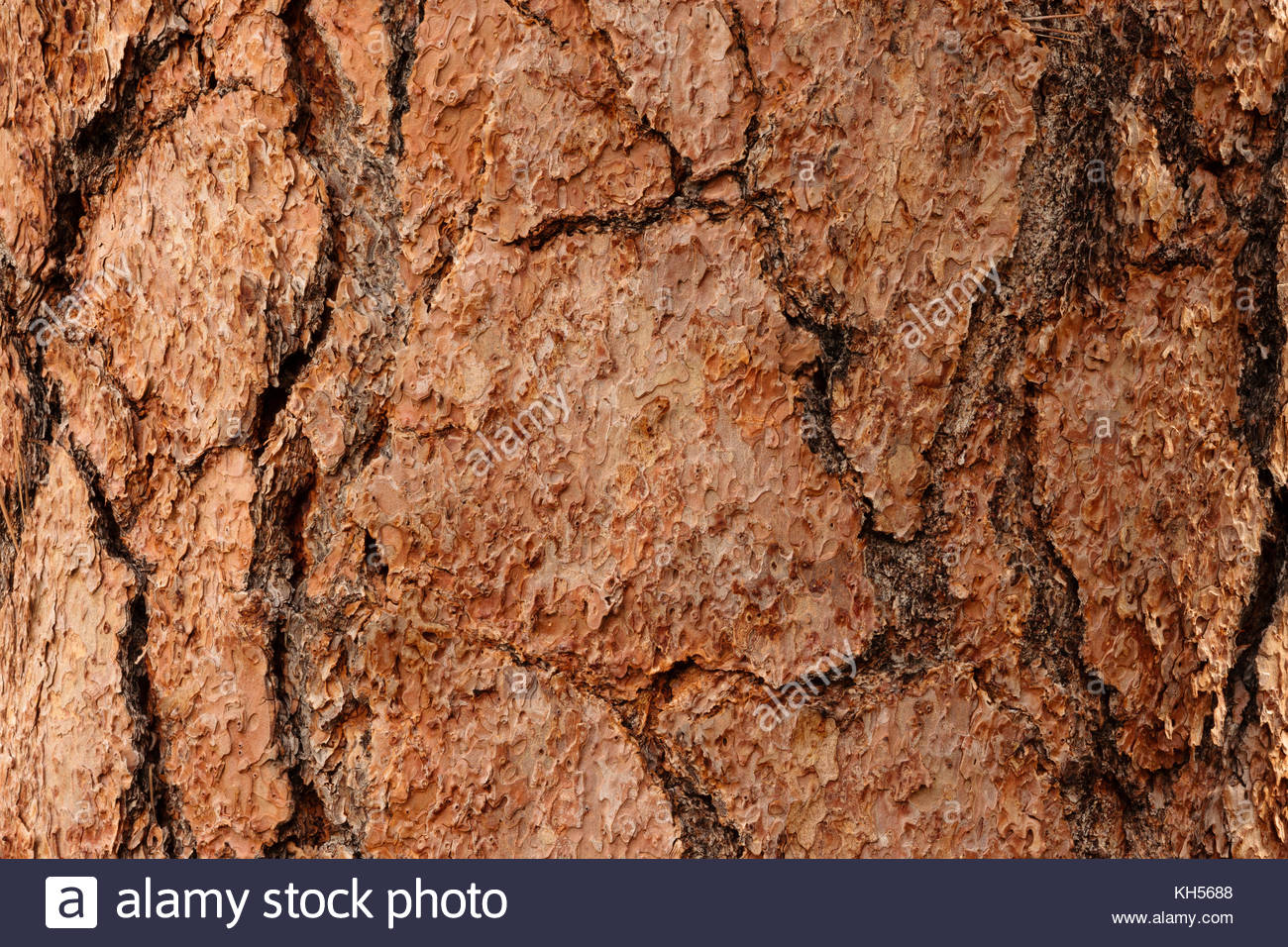 Ponderosa Pine Pinus Ponderosa Close Up Stock Photos & Ponderosa Pine ...