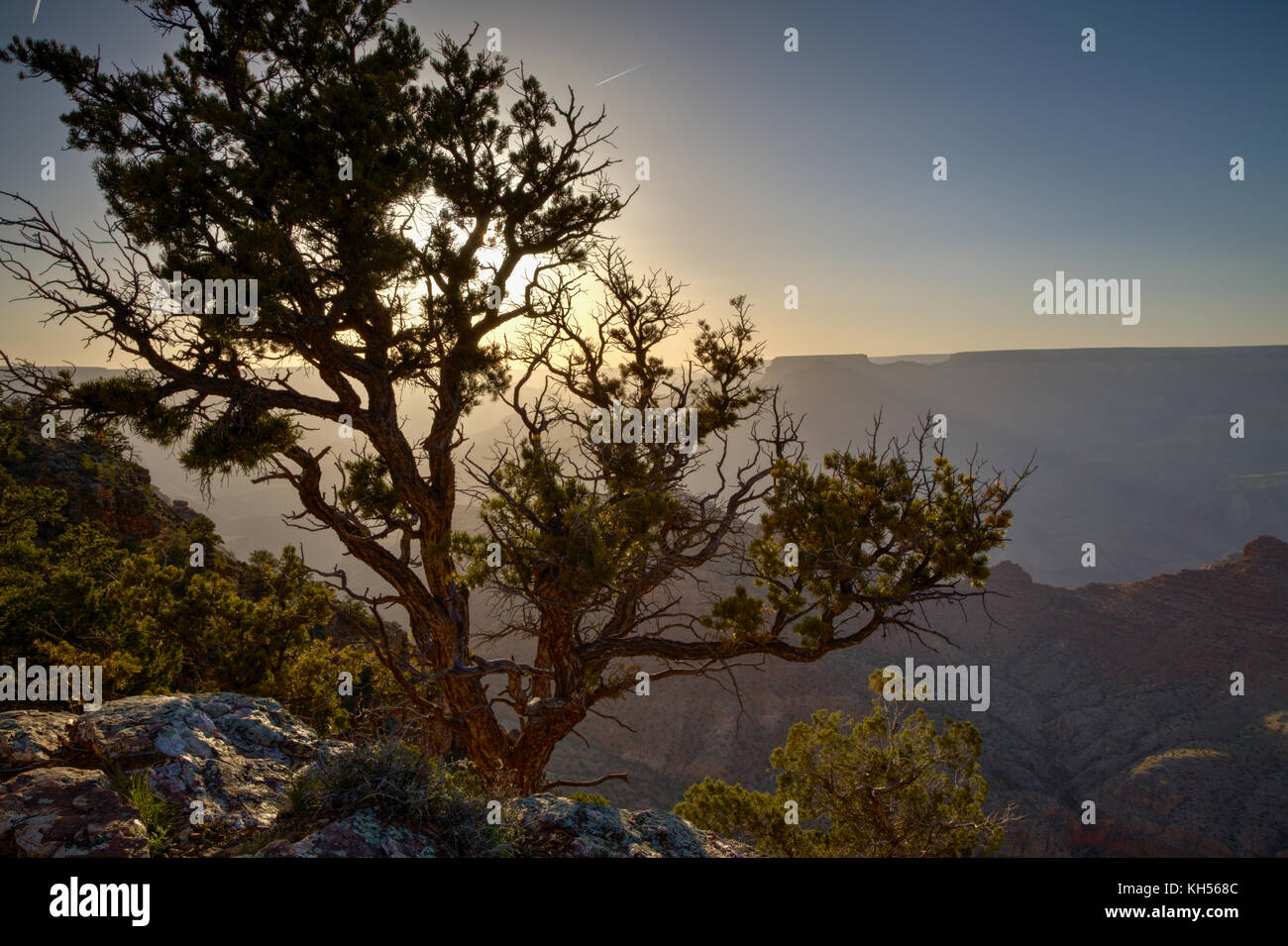 A Pinyon Pine on the rim of the Grand Canyon is outlined by the glow of the setting sun. Stock Photo