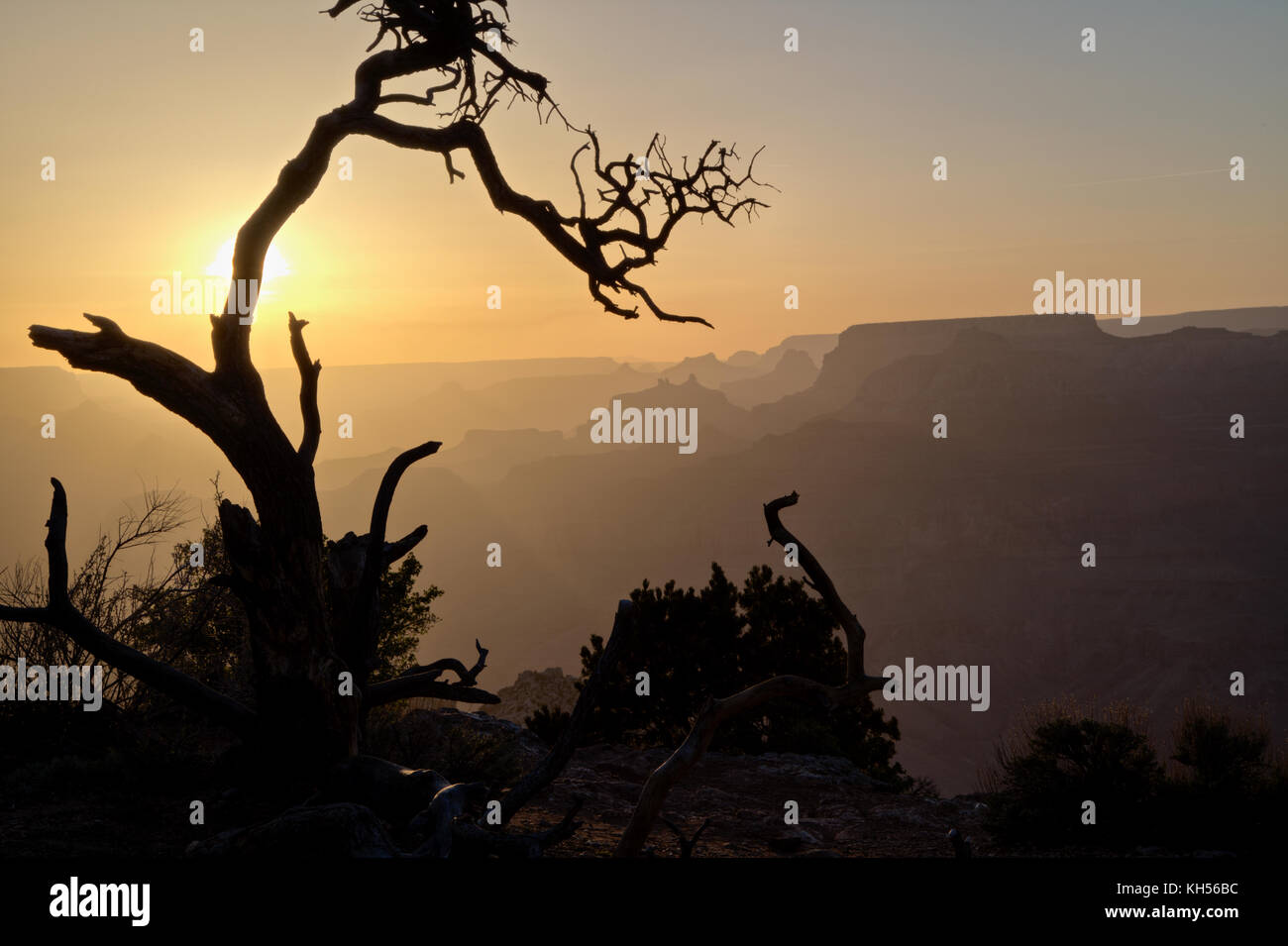 Grand Canyon at sunset producing a silhouette of a dead Pinyon Pine. Stock Photo