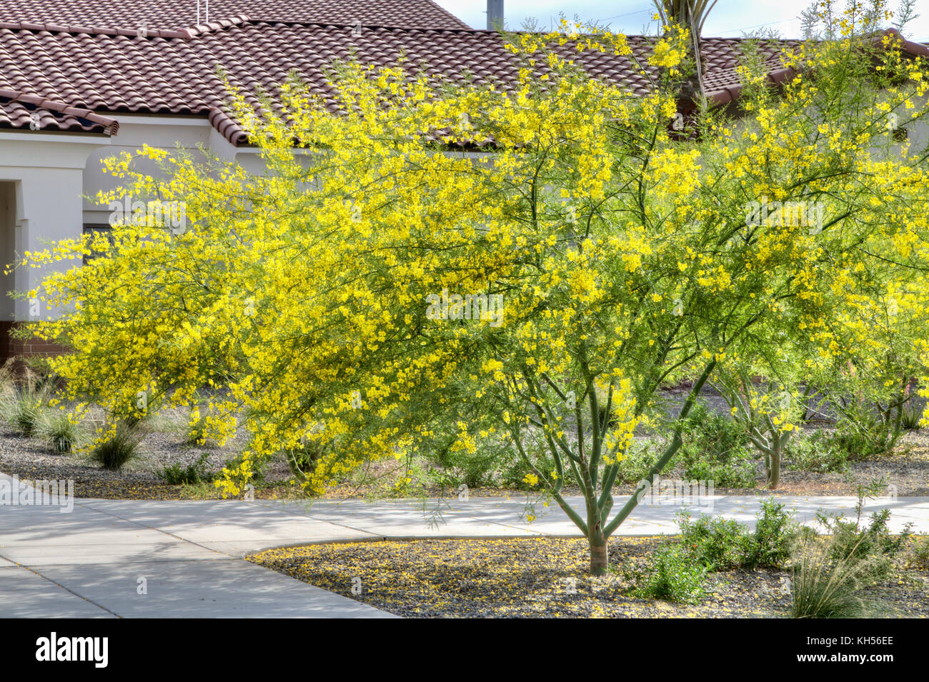 Desert Museum Palo Verde in spring bloom Stock Photo