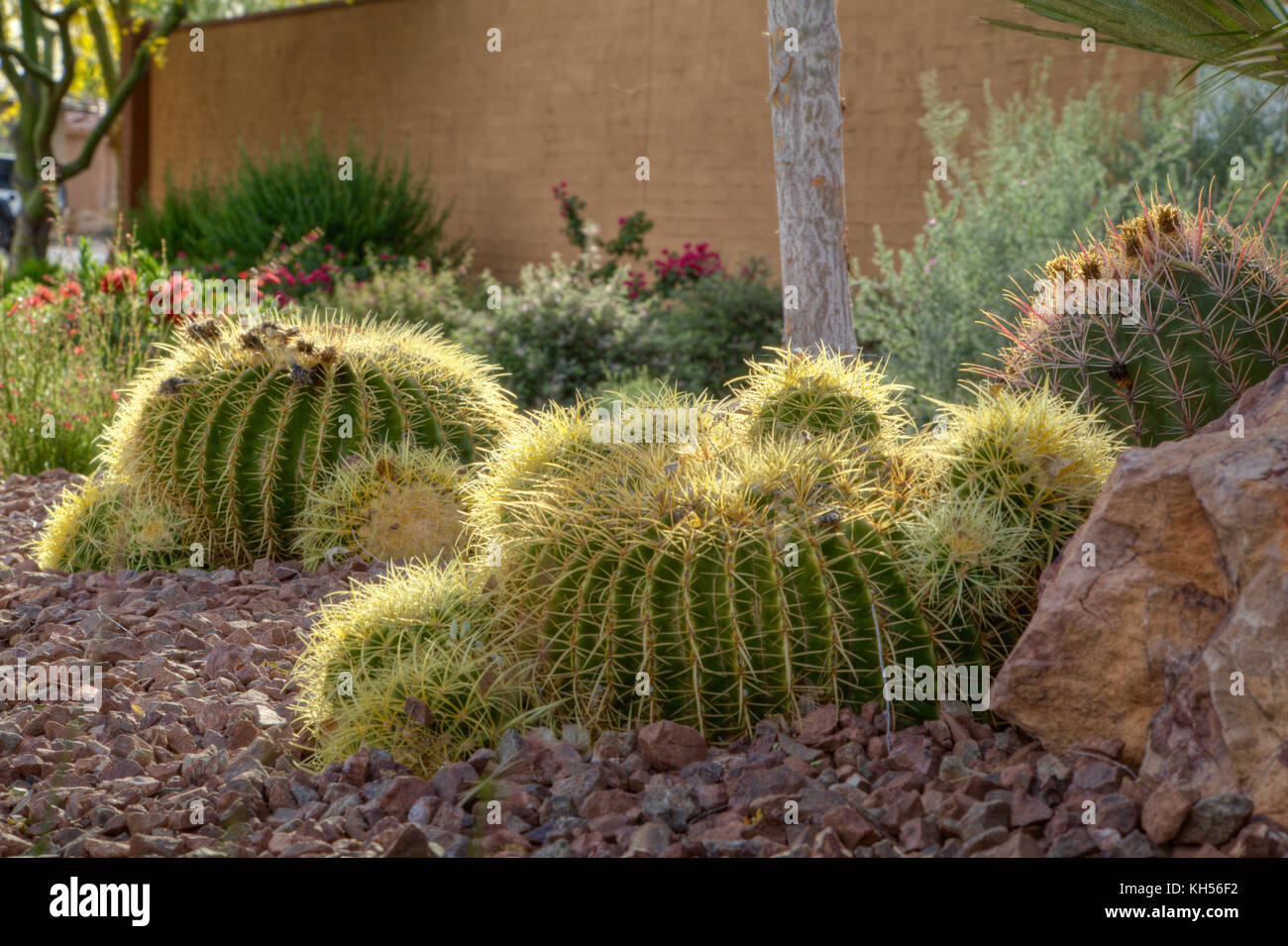 Golden Barrel cactus in a garden setting. Stock Photo