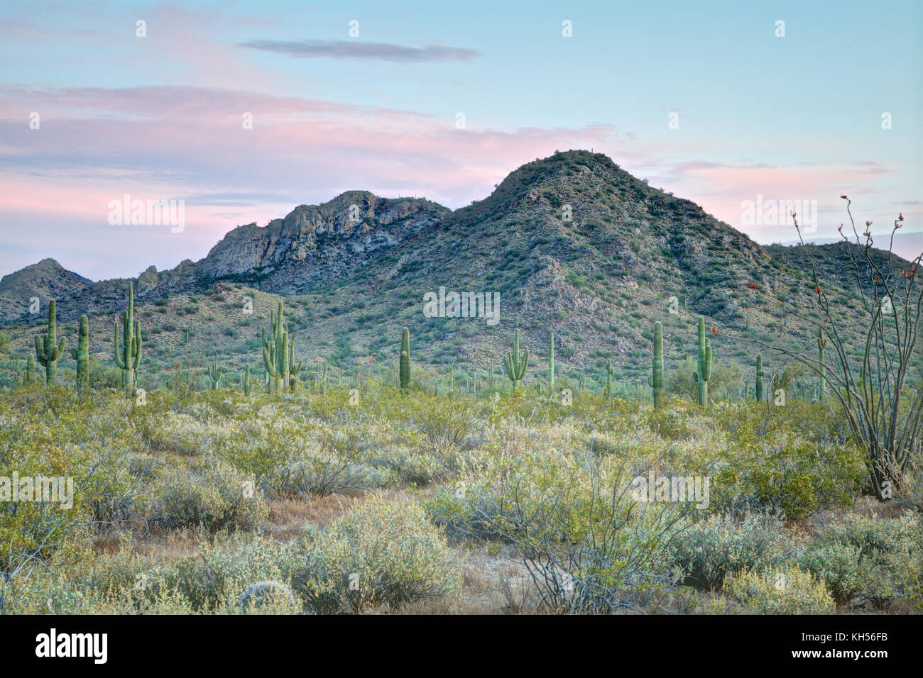 Sunset in sonoran desert hi-res stock photography and images - Alamy