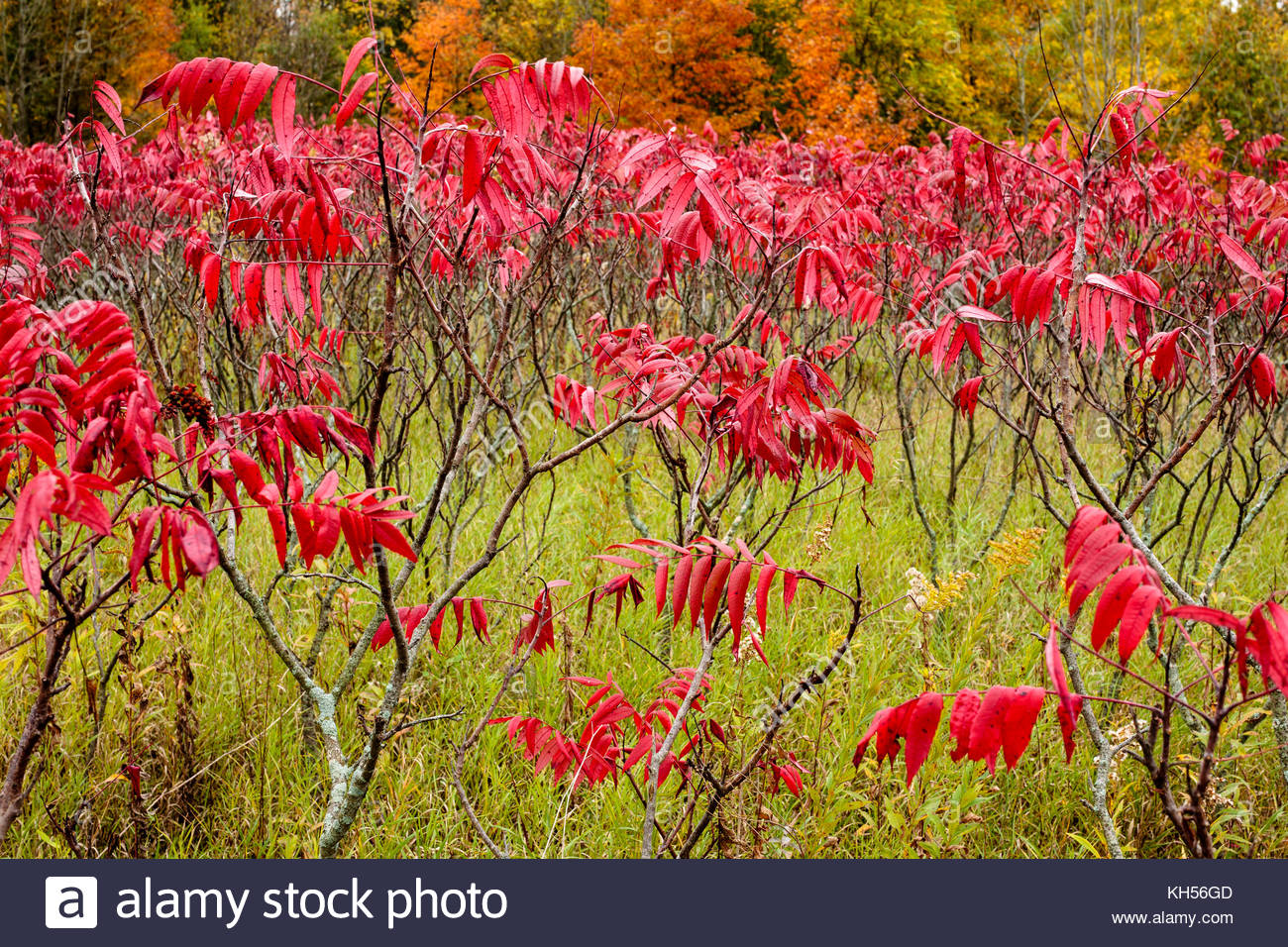 Red Sumac Stock Photos & Red Sumac Stock Images Alamy