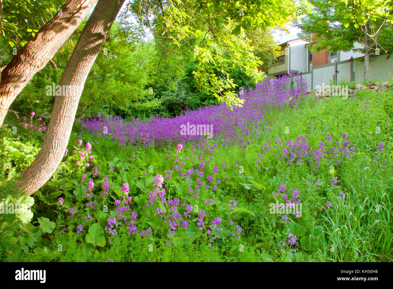 Dame's rocket growing in a drainage basin or swale. Stock Photo