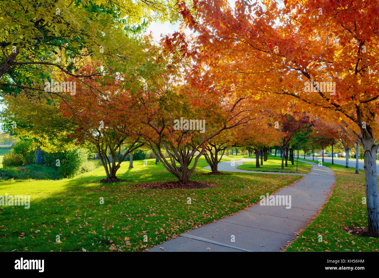 Multiple Amur Maple trees in brilliant fall color. Stock Photo