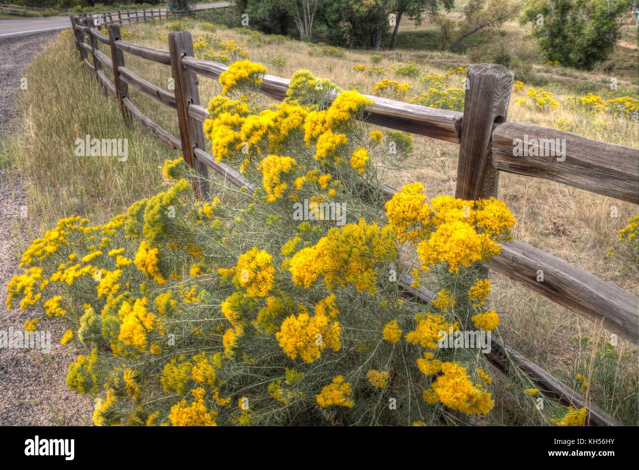 A wood rail fence borders a field of flowering rabbitbrush Stock Photo
