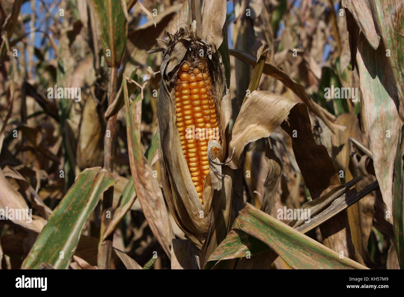Kansas Corn in a field shot closeup Stock Photo Alamy