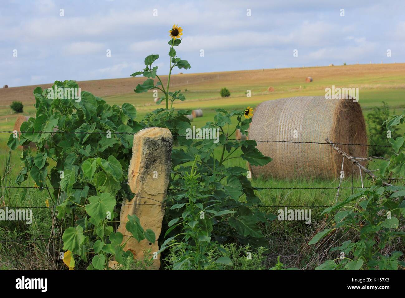 Kansas Limestone Fence with Sunflowers, Hay Bales and a Pasture. Stock Photo