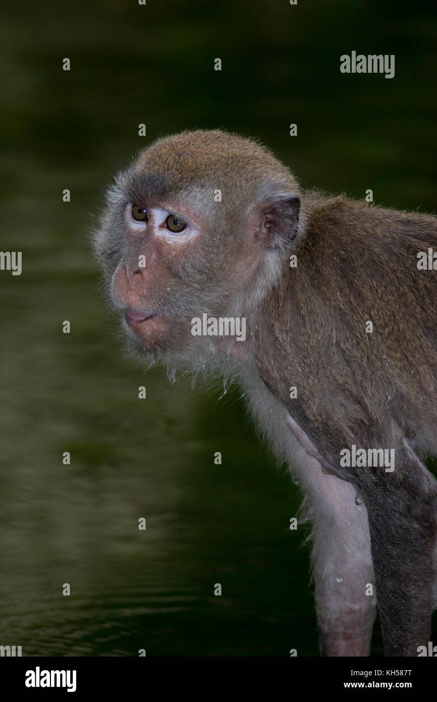 Crabeating macaque, Macaca fascicularis, Java macaque Stock Photo Alamy