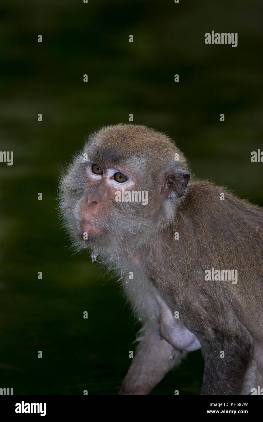 Crabeating macaque, Macaca fascicularis, Java macaque Stock Photo Alamy
