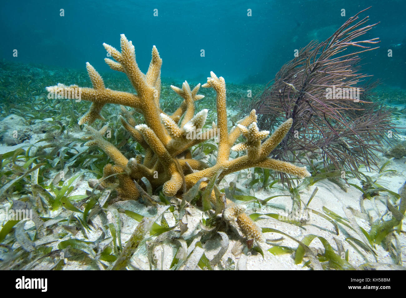 Staghorn coral,a Critically Endangered species, Acropora cervicornis, Stock Photo