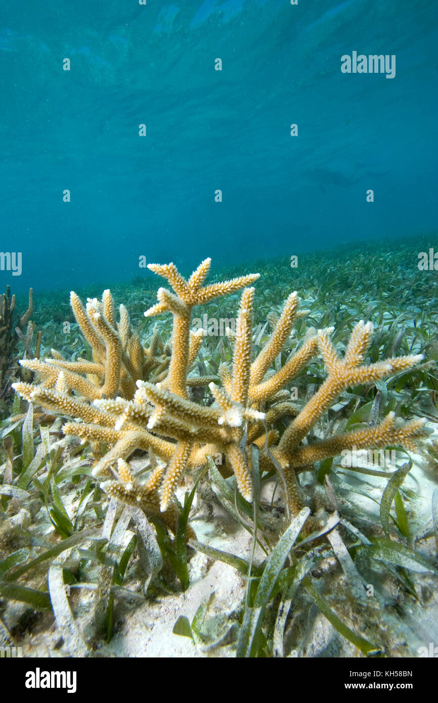 Staghorn coral, Acropora cervicornis, growning in a bed of Turtle Grass, Florida Keys National Marine Sanctuary, Florida, USA Stock Photo