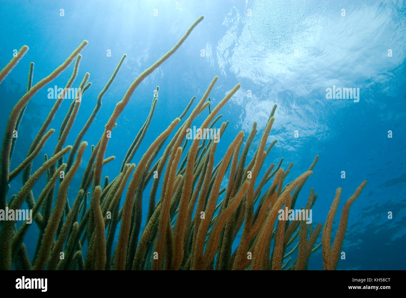Soft Coral, Florida Keys National Marine Sanctuary Stock Photo Alamy