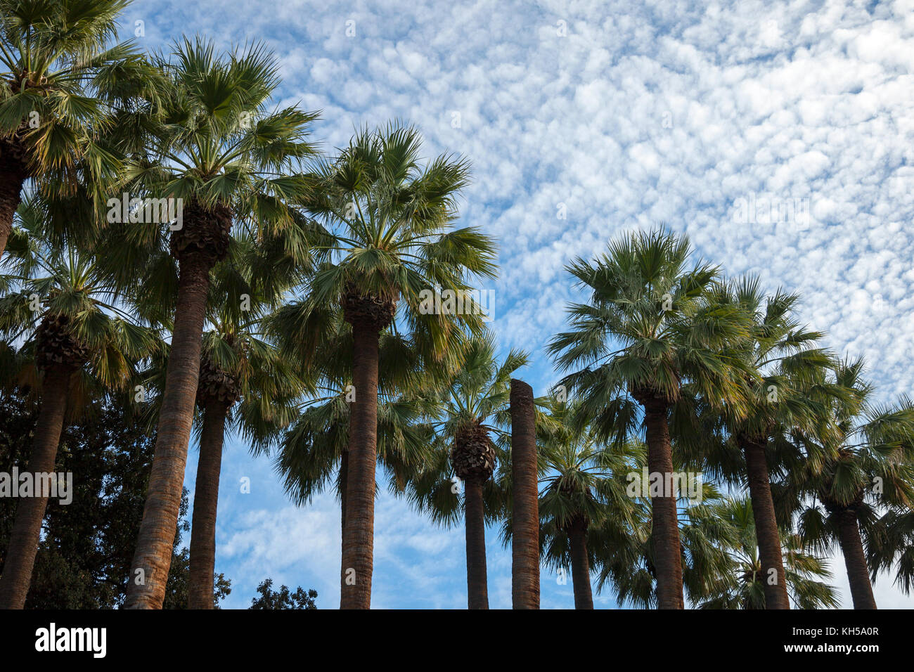 Tall palm trees sunset hi-res stock photography and images - Alamy